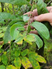 Salix eriocephala