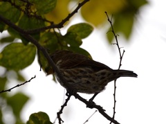Amblyospiza albifrons