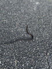 Diadophis punctatus punctatus