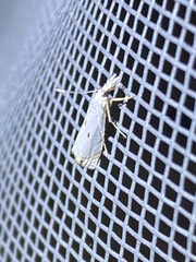Microcrambus biguttellus