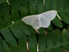 Scopula junctaria