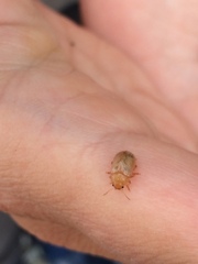 Chrysomelidae