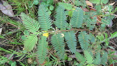 Chamaecrista