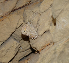 Pseudochazara pelopea