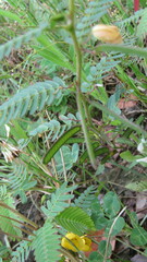 Chamaecrista
