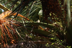 Haemorhous mexicanus