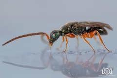 Adelphe anisomorphae