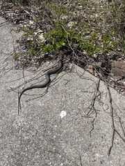 Nerodia sipedon sipedon