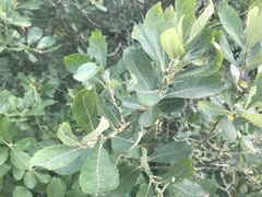 Salix cinerea