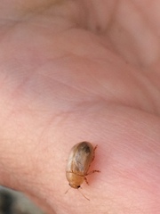 Chrysomelidae