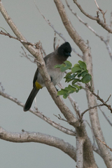 Pycnonotus barbatus layardi