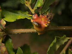 Andricus quercustozae