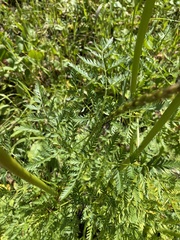 Ligusticum