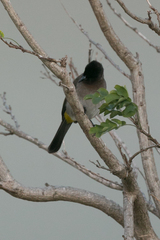 Pycnonotus barbatus layardi