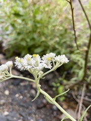 Anaphalis margaritacea