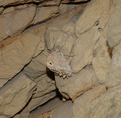 Pseudochazara pelopea