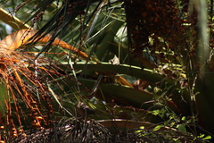 Haemorhous mexicanus