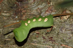 Eumorpha pandorus