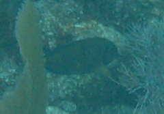 Acanthurus