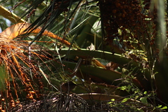 Haemorhous mexicanus