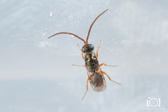 Adelphe anisomorphae