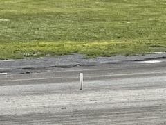 Charadrius vociferus