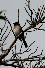 Pycnonotus barbatus layardi