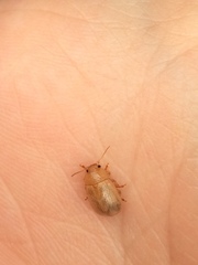 Chrysomelidae