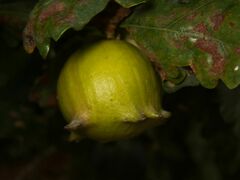 Andricus quercustozae