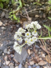 Anaphalis margaritacea