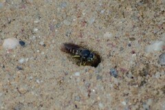 Bicyrtes quadrifasciatus