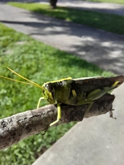 Schistocerca obscura