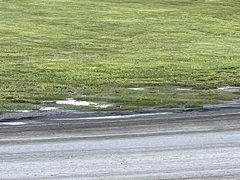 Charadrius vociferus