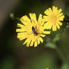 Megachilini
