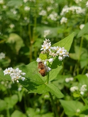 Fagopyrum esculentum