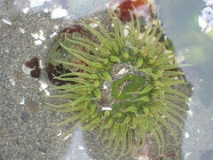 Anthopleura