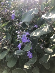 Vitex rotundifolia