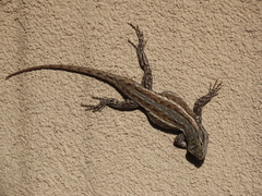 Sceloporus cowlesi