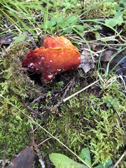 Hypomyces lactifluorum