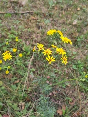 Jacobaea