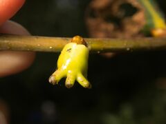 Andricus quercustozae