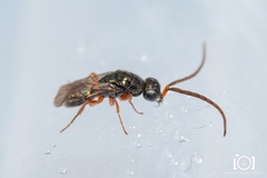Adelphe anisomorphae