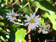 Olearia cheesemanii