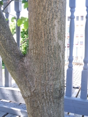 Juglans