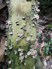 Trametes villosa