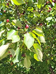 Malus baccata