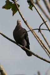 Streptopelia semitorquata