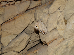 Pseudochazara pelopea