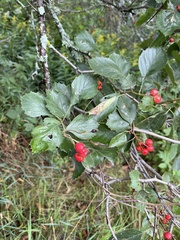 Crataegus chrysocarpa
