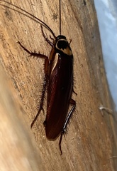 Periplaneta australasiae